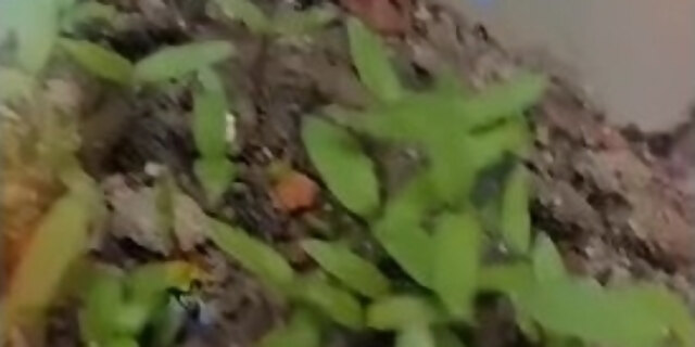 fetish,hardcore,retro,rough,sex,toys,vintage,webcam,