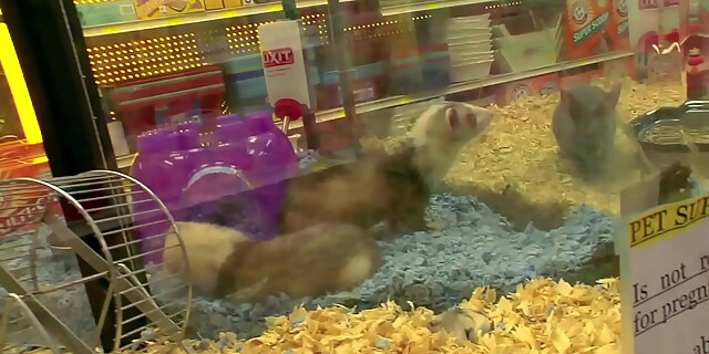 big ass,big cock,big tits,blowjob,brunette,busty,busty milf,cowgirl,cum,cum in mouth,cumshot,facial,hardcore,pov,pussy eating,shower,small tits,